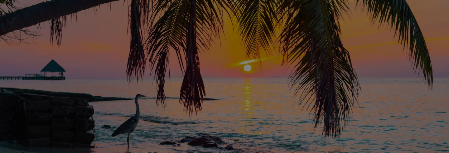 A bird under the coconut tree on the rocky beach, Sunset on the background